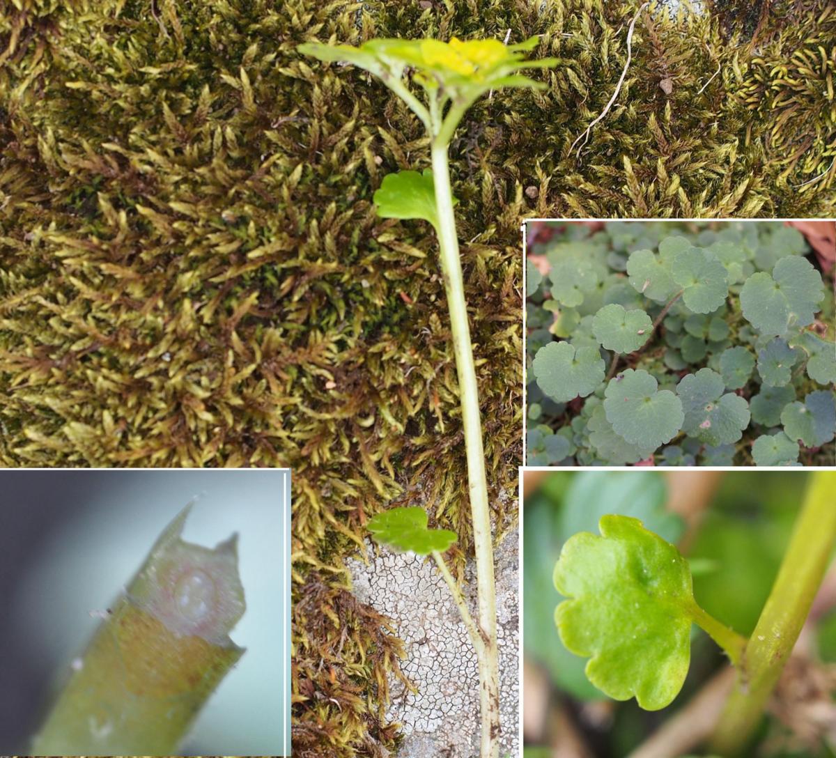 Saxifrage, Alternate-leaved Golden leaf